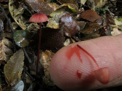 Image de Mycena toyerlaricola Grgur. 2003