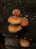 Image of Psathyrella echinata (Cleland) Grgur. 1997