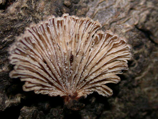 Image of Schizophyllaceae