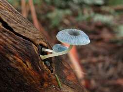 Imagem de Mycena interrupta (Berk.) Sacc. 1887