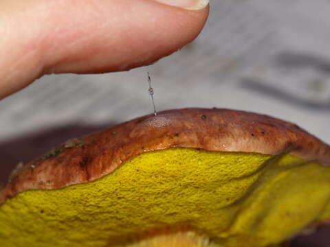 Image of Aureoboletus flaviporus (Earle) Klofac 2010