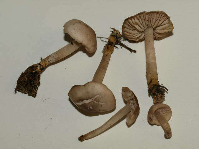 Image of Marasmius albogriseus (Peck) Singer 1943