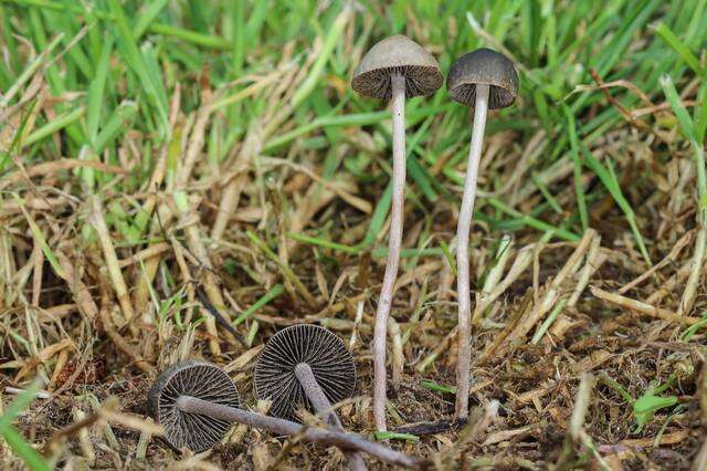 Image of unclassified Agaricales