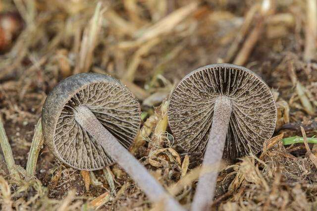 Image of unclassified Agaricales