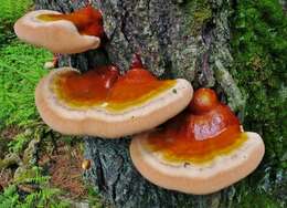 Image of Ganoderma tsugae Murrill 1902