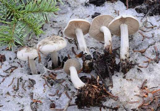 Image of Clitocybe glacialis Redhead, Ammirati, Norvell & M. T. Seidl 2000