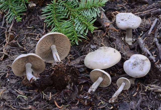 Image of Clitocybe glacialis Redhead, Ammirati, Norvell & M. T. Seidl 2000