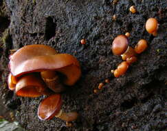 Image of Galerina