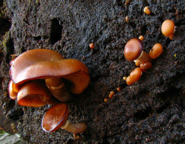 Image of Galerina