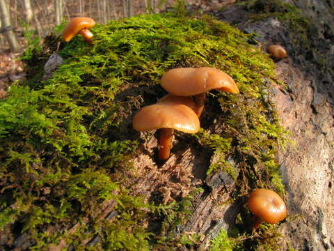 Image of Galerina