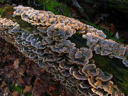 Image of Trametes