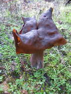 Image de Gyromitra