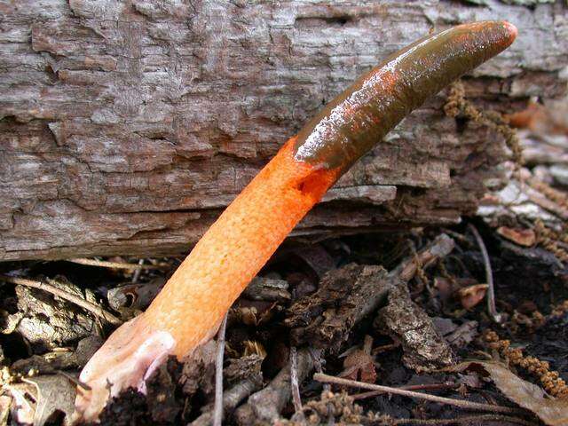 Image of Elegant stinkhorn