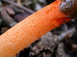 Image of Elegant stinkhorn