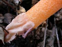 Image of Elegant stinkhorn