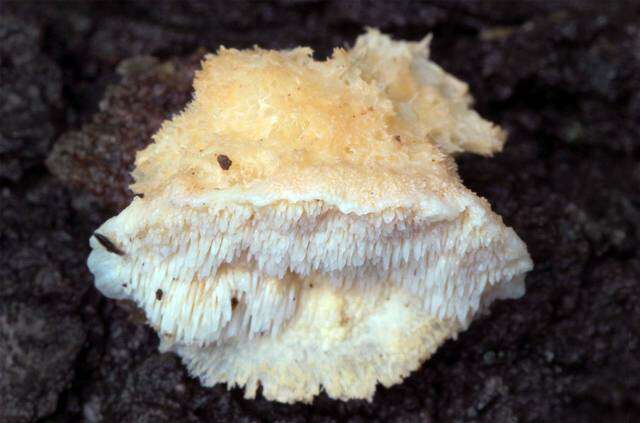 Image of Climacodon pulcherrimus (Berk. & M. A. Curtis) Nikol. 1961