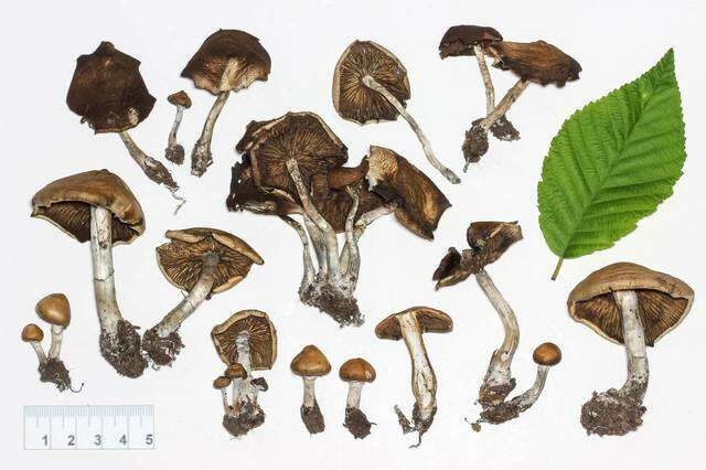 Image of Psilocybe ovoideocystidiata Guzmán & Gaines 2007