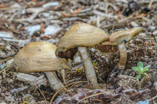 Image of Psilocybe ovoideocystidiata Guzmán & Gaines 2007