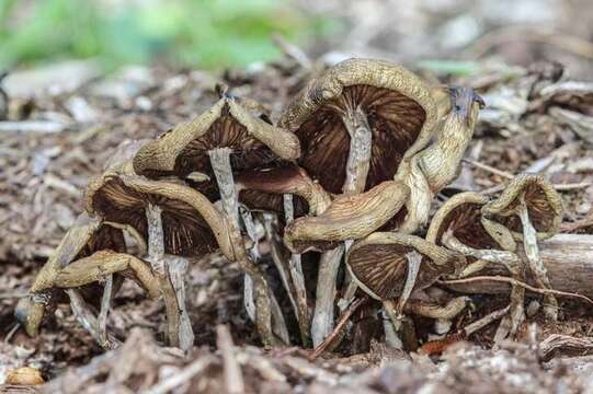 Image of Psilocybe ovoideocystidiata Guzmán & Gaines 2007