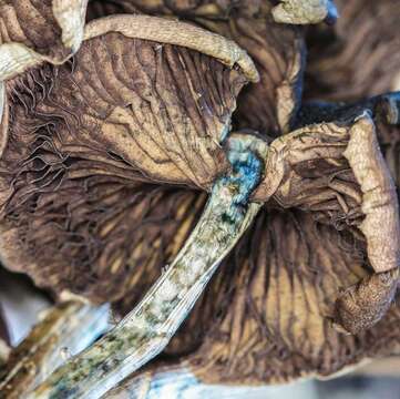 Image of Psilocybe ovoideocystidiata Guzmán & Gaines 2007