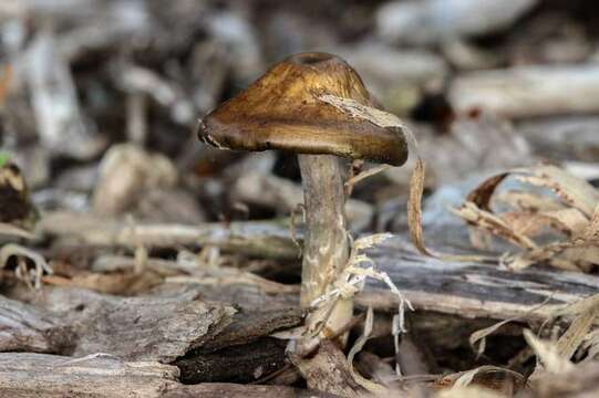 Image of Psilocybe ovoideocystidiata Guzmán & Gaines 2007