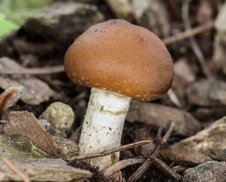 Image of Psilocybe ovoideocystidiata Guzmán & Gaines 2007