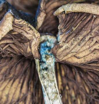 Image of Psilocybe ovoideocystidiata Guzmán & Gaines 2007