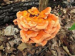 Image de Laetiporus