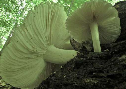 Image of Megacollybia rodmanii R. H. Petersen, K. W. Hughes & Lickey 2008