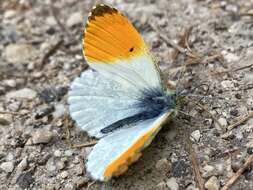 Image of orange tip