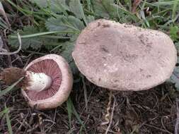 Image of Agaricus cupreobrunneus (Jul. Schäff. & Steer) Pilát 1951