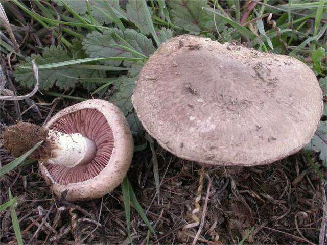 Image of Agaricus cupreobrunneus (Jul. Schäff. & Steer) Pilát 1951