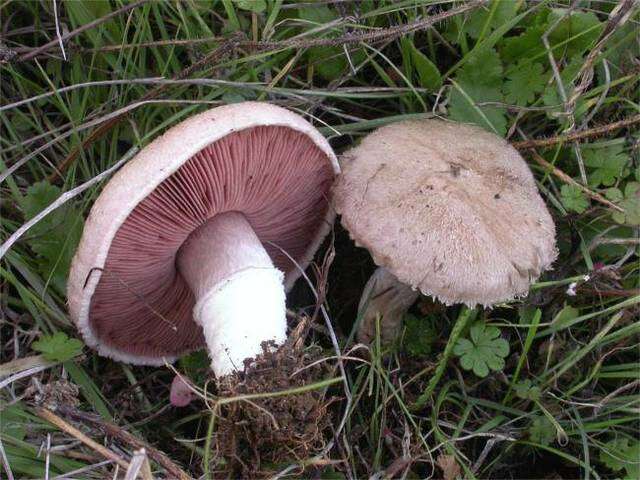 Image of Agaricus cupreobrunneus (Jul. Schäff. & Steer) Pilát 1951