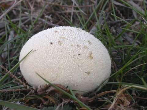 Image of Lycoperdon