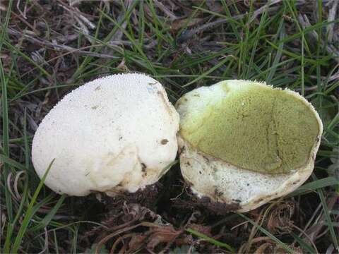 Image of Lycoperdon