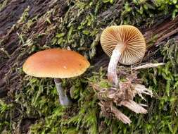 Image of Galerina