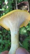 Image of Cantharellus phasmatis Foltz & T. J. Volk 2013