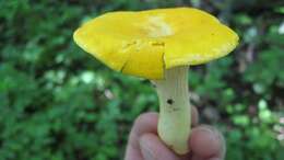 Image of Cantharellus phasmatis Foltz & T. J. Volk 2013