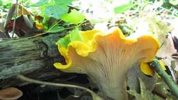 Image of Cantharellus phasmatis Foltz & T. J. Volk 2013