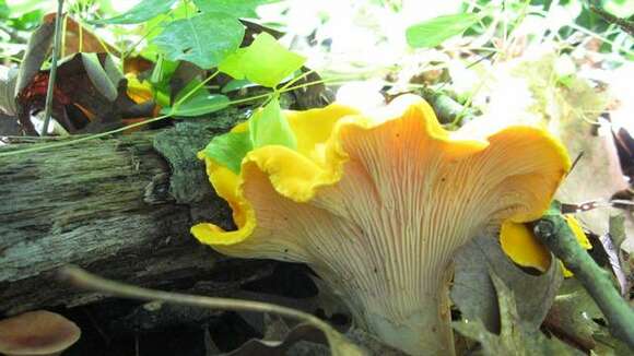 Cantharellus phasmatis Foltz & T. J. Volk 2013 resmi