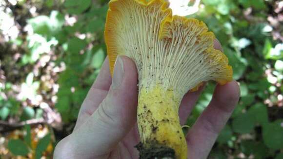 Image of Cantharellus phasmatis Foltz & T. J. Volk 2013