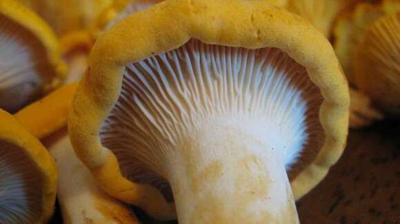 Image of Cantharellus phasmatis Foltz & T. J. Volk 2013