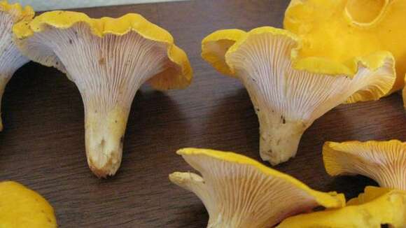 Image of Cantharellus phasmatis Foltz & T. J. Volk 2013