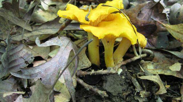 Image of Cantharellus flavus Foltz & T. J. Volk 2013