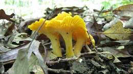 Image of Cantharellus flavus Foltz & T. J. Volk 2013