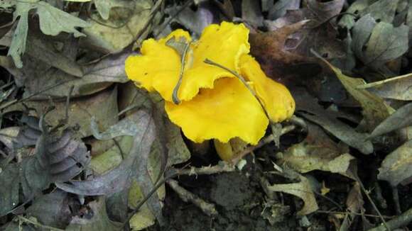 Image of Cantharellus flavus Foltz & T. J. Volk 2013