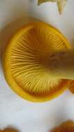 Image de Cantharellus flavus Foltz & T. J. Volk 2013