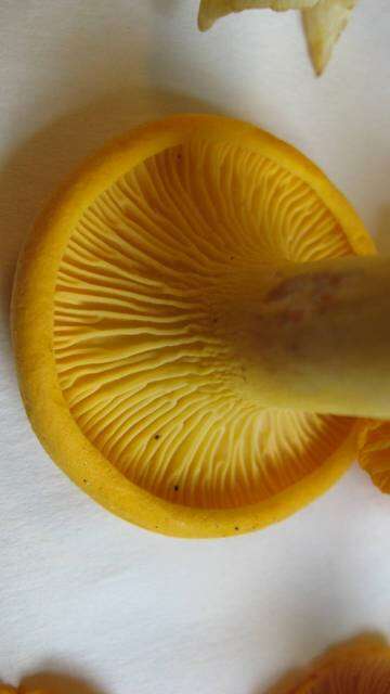 Image de Cantharellus flavus Foltz & T. J. Volk 2013