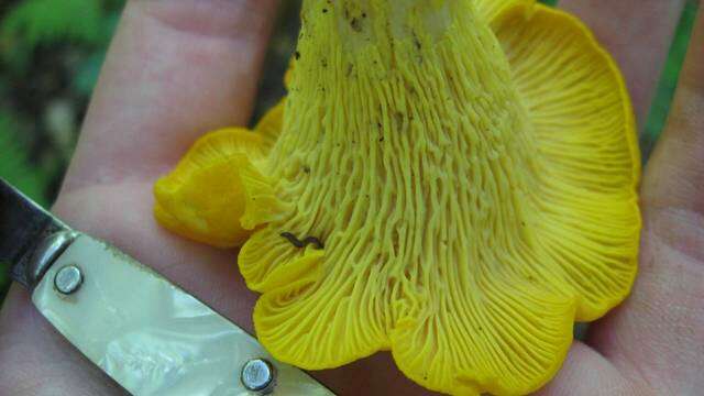 Image de Cantharellus flavus Foltz & T. J. Volk 2013