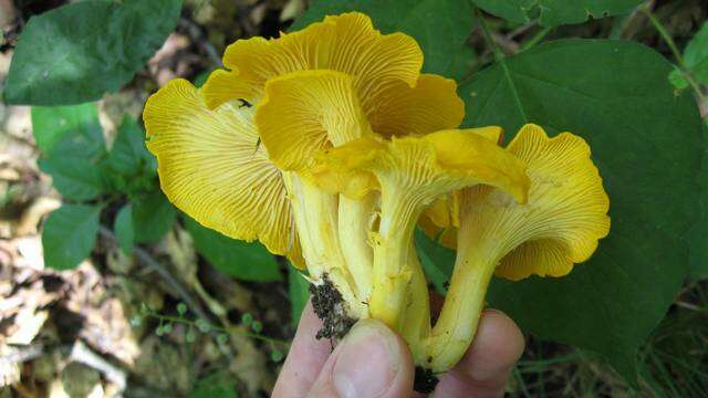 Image de Cantharellus flavus Foltz & T. J. Volk 2013